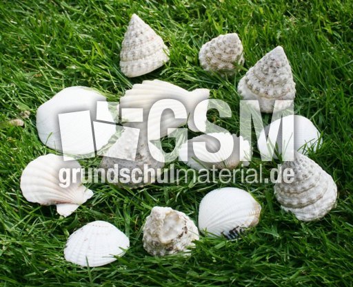 Muscheln-13.jpg
